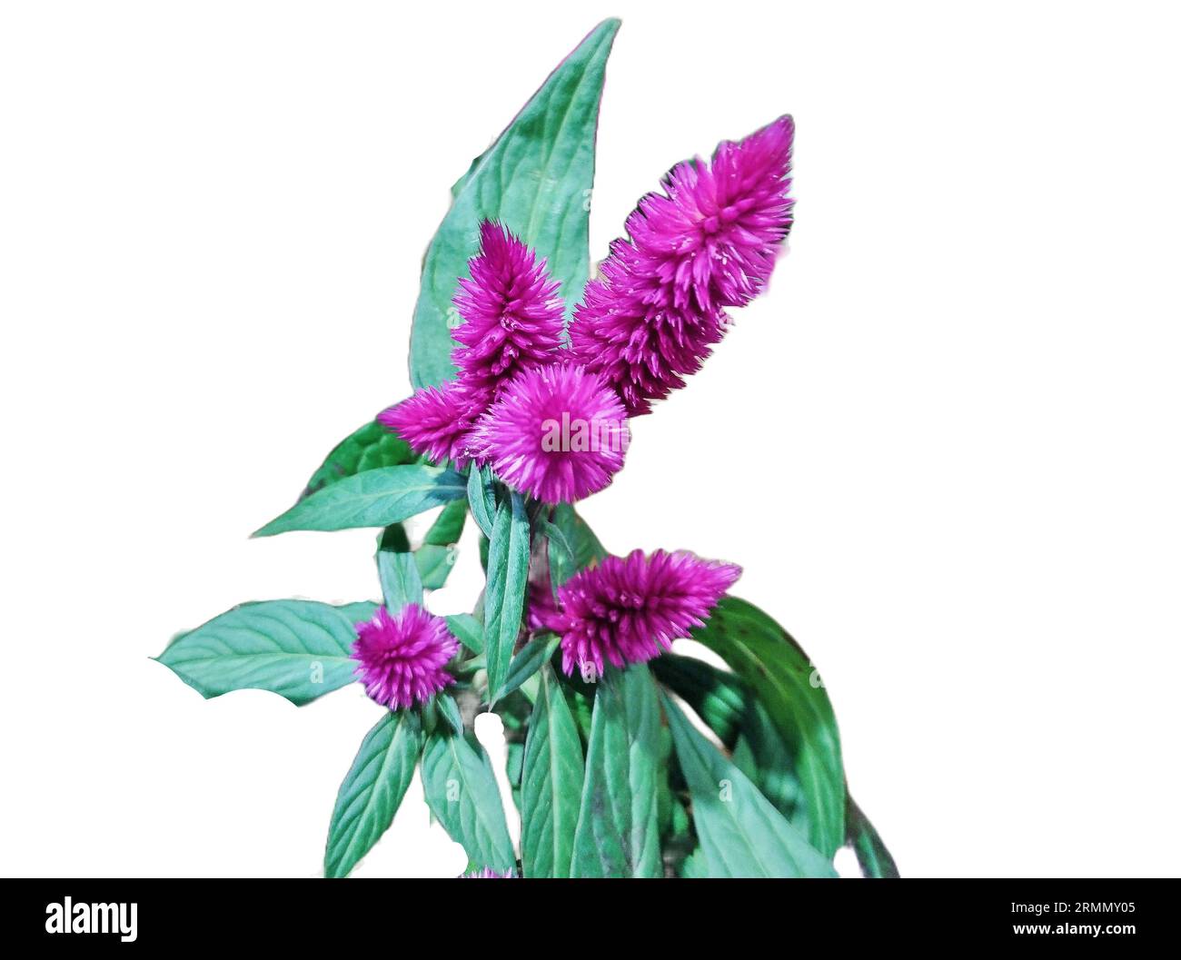 Plante Celosia à floraison violette isolée sur blanc Banque D'Images