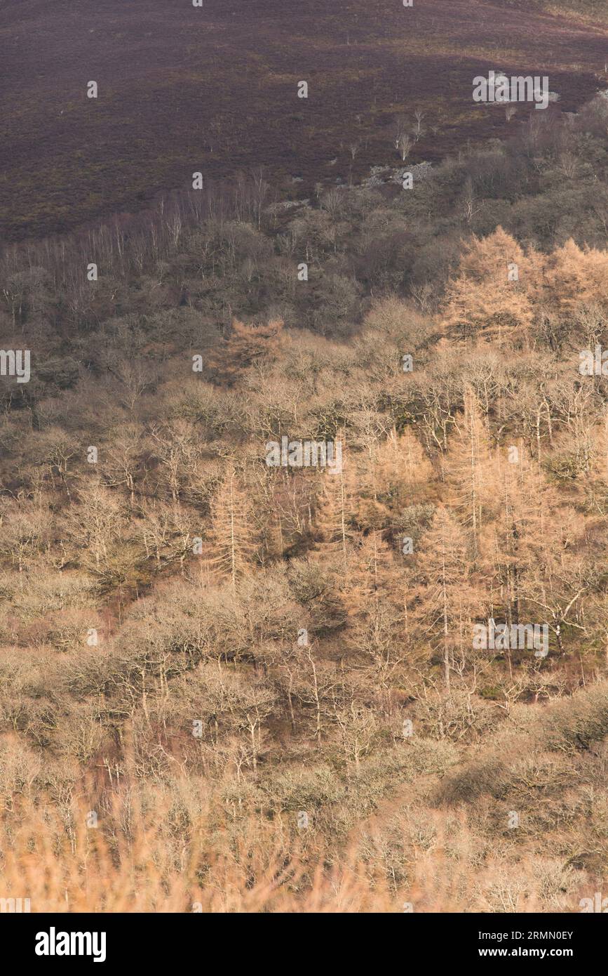 Pentes abruptes recouvertes d'arbres dans la vallée d'Elan, Rhayader, Powys, Mid Wales, Royaume-Uni Banque D'Images