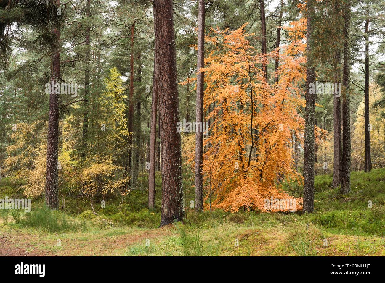 Anagach Wood près de Grantown sur Spey, Cairngorms, Écosse, Royaume-Uni Banque D'Images