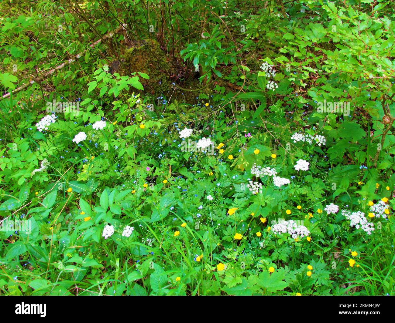 Jardin sauvage d'été coloré avec des fleurs jaunes en buttercup (Ranunculus), bois bleu Forget-Me-Not (Myosotis sylvatica), Navelwort rampant (Omphalodes ve Banque D'Images
