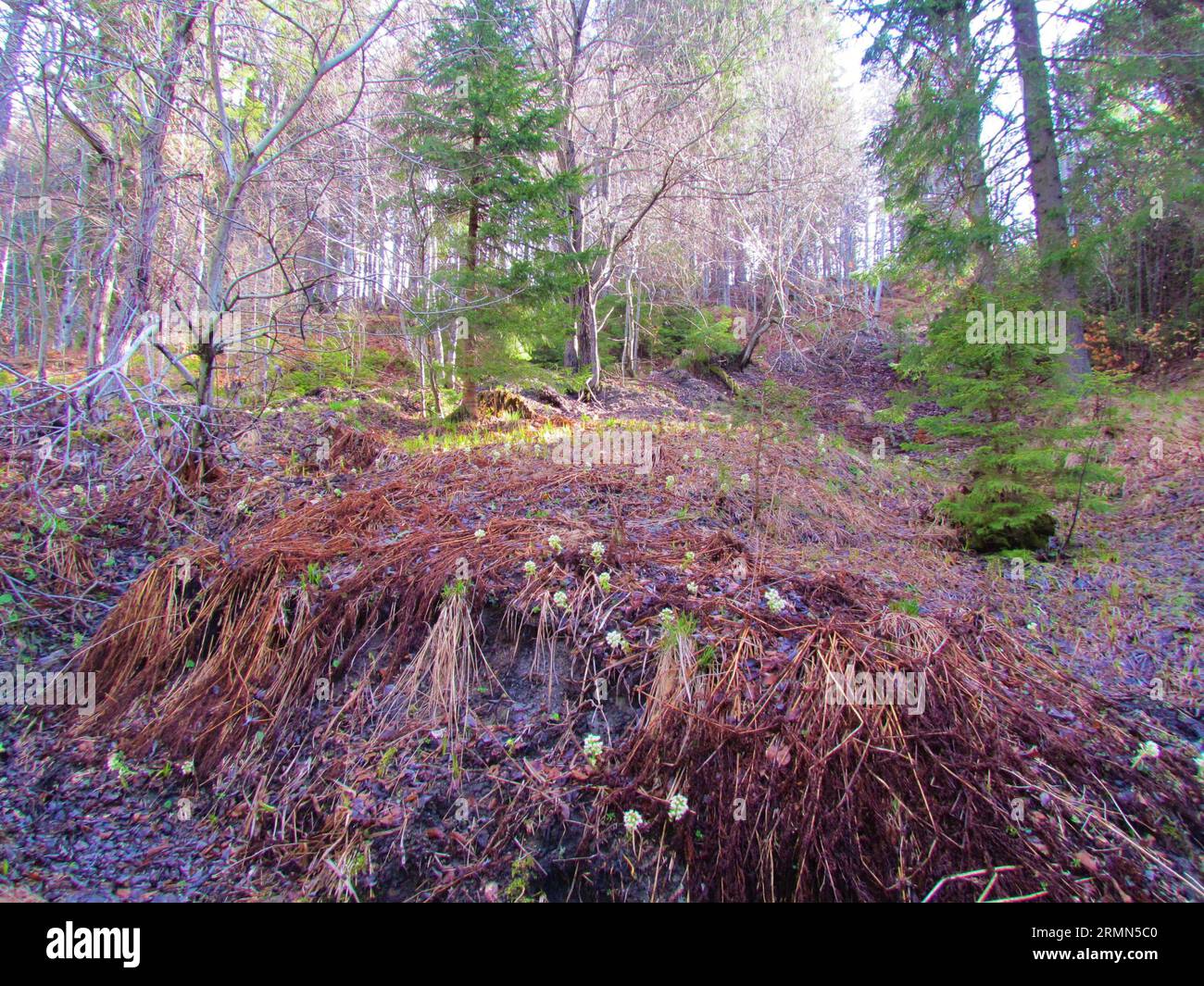 Forêt d'épicéas et de hêtres en Slovénie au printemps avec des fleurs de butterbur blanc (Petasites albus) couvrant le sol Banque D'Images