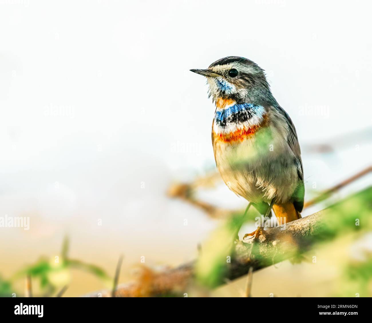 Un oiseau à gorge bleue perché sur un arbre Banque D'Images