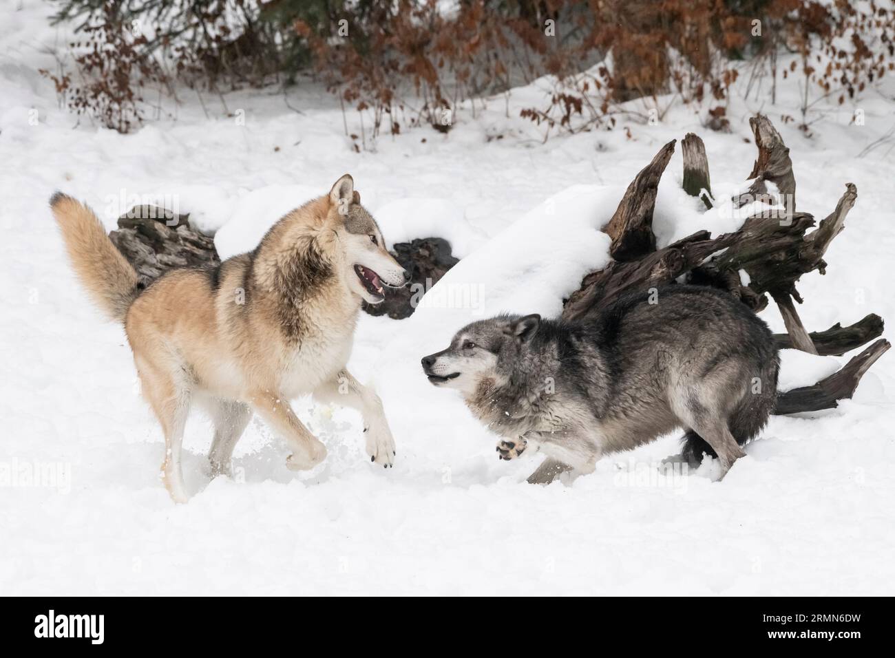 Amérique du Nord ; États-Unis ; Wyoming ; faune ; prédateurs; canin ; Loup ; Canis lupus ; couple reproducteur : dominance et comportement de reproduction ; captif Banque D'Images