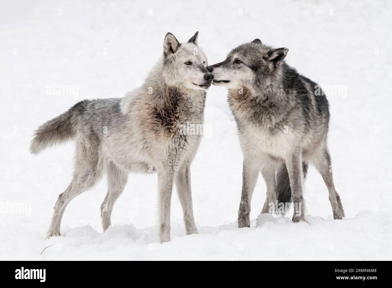 Amérique du Nord ; États-Unis ; Wyoming ; faune ; prédateurs; canin ; Loup ; Canis lupus ; couple reproducteur : dominance et comportement de reproduction ; captif Banque D'Images