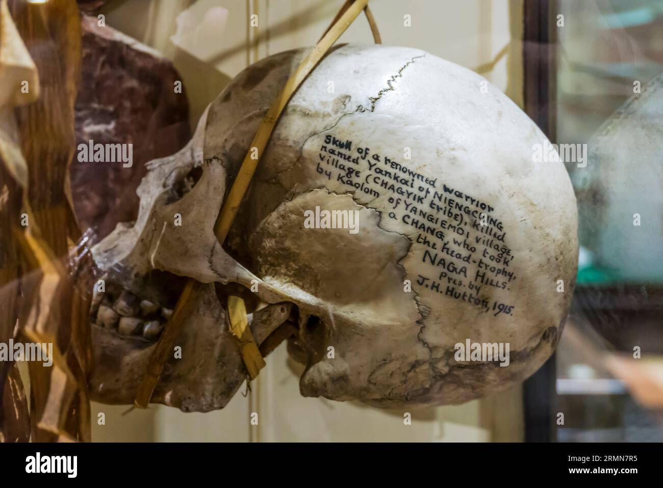 Tête de trophée avec détails d'accession écrits sur le côté du crâne. Yankai un guerrier renommé des collines Naga de l'Assam. Pitt Rivers Museum, Oxford. Banque D'Images
