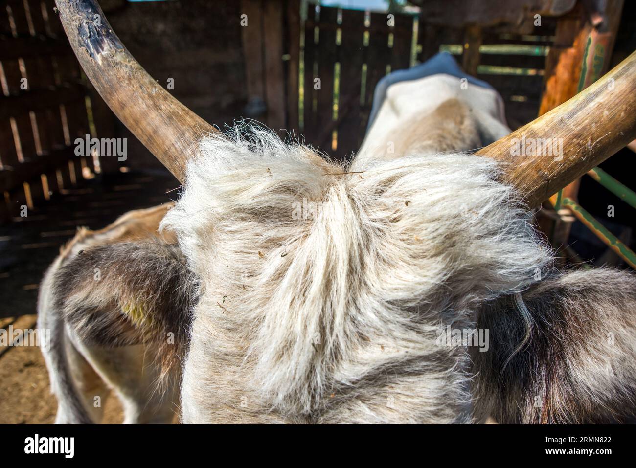 Une photo d'une tête de vache avec des mouches Banque D'Images