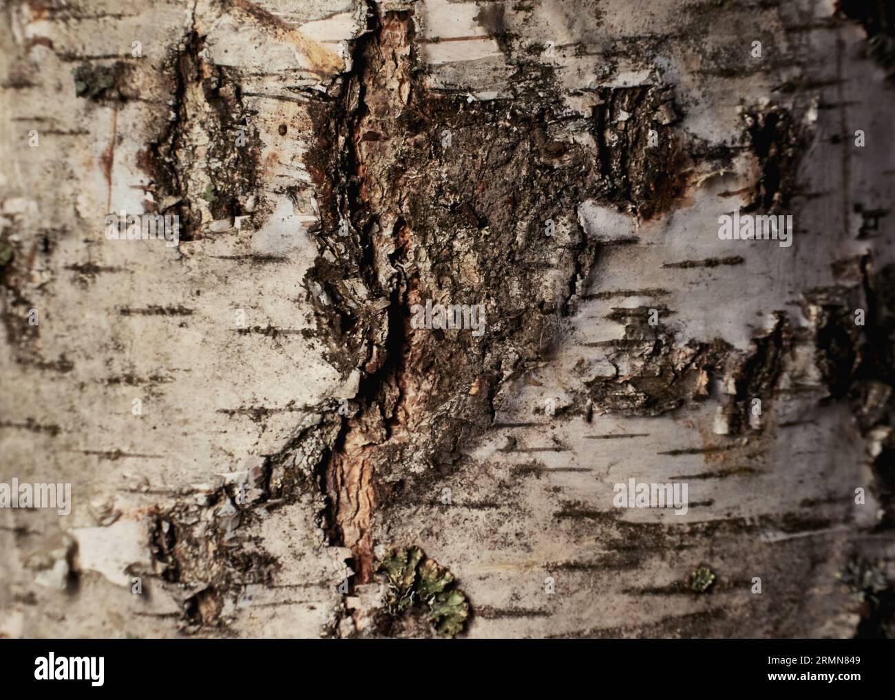 Fond de bois d'écorce de bouleau. Texture de l'écorce de bouleau. Motif de surface boisée rude et robuste. Gros plan macro. Banque D'Images
