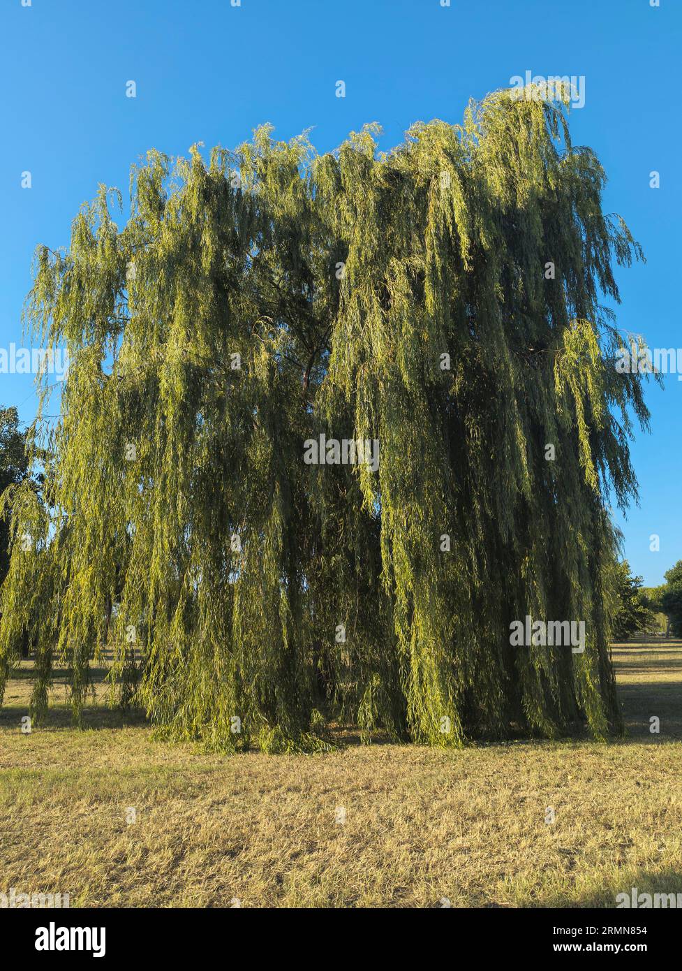 Salix babylonica (saule de Babylone ou saule pleureur) une espèce de saule, toscane, Italie Banque D'Images