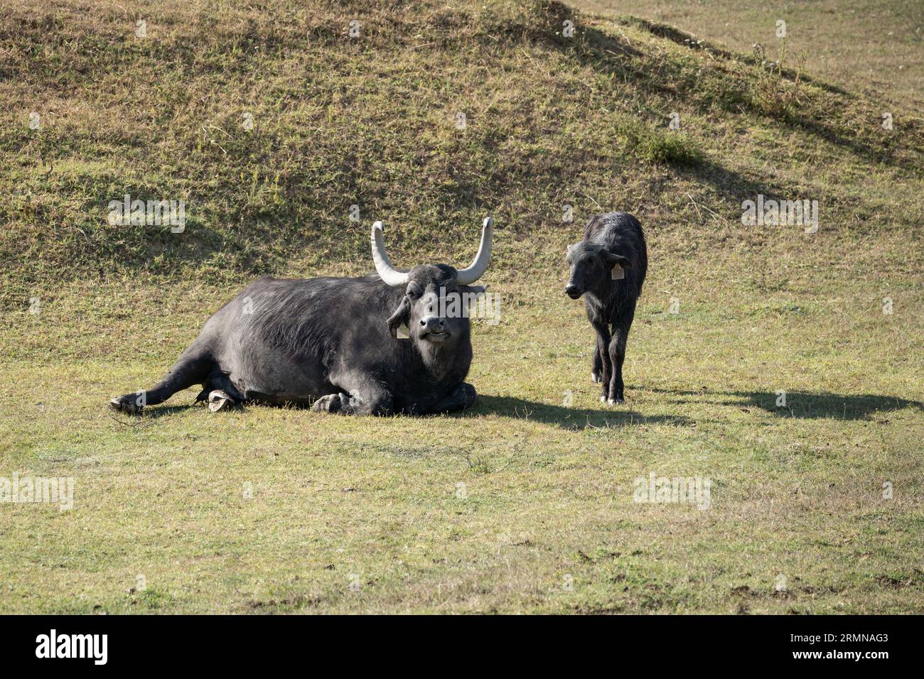 Un bufflonne d'eau (bubalus bubalis) et un veau reposant dans le pré d'une réserve hongroise. Banque D'Images