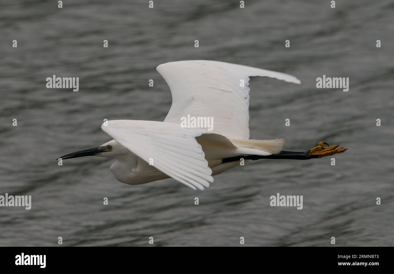 Vue rapprochée du petit Egret en vol se déplaçant de droite à gauche avec les ailes levées et les jambes tendues montrant les pieds jaunes Banque D'Images