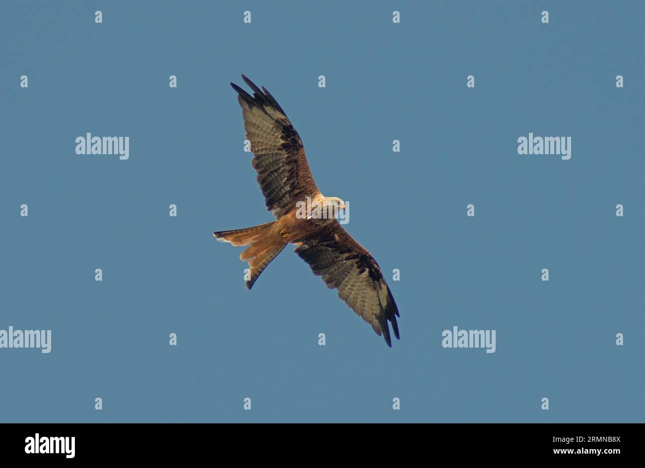Image en couleur de Red Kite avec des ailes entièrement étirées passant directement au-dessus d'un ciel bleu pâle et montrant des couleurs de plumage Banque D'Images