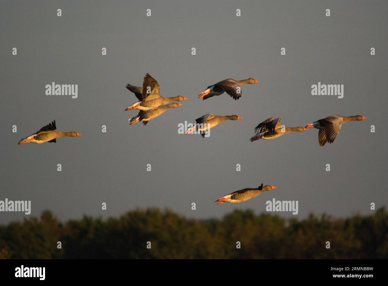 Image couleur d'un vol d'oies Greylag prenant l'aile et attrapant le soleil de début de soirée donnant une lueur intéressante aux corps des oiseaux Banque D'Images
