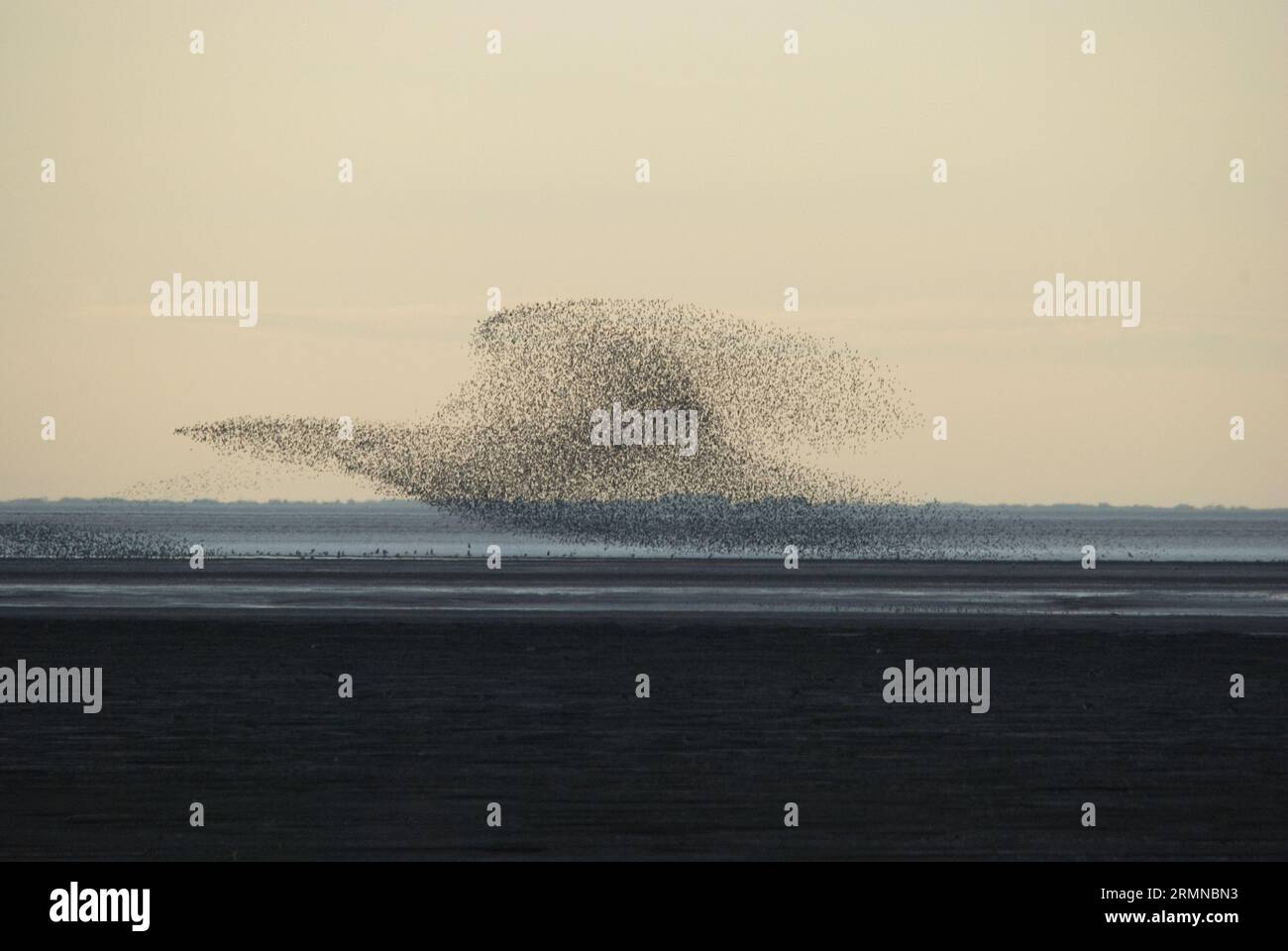 Un énorme troupeau de nœuds prend l'air dans un groupe étroitement groupé formant la forme d'un oiseau contre un ciel lumineux mais pâle Banque D'Images