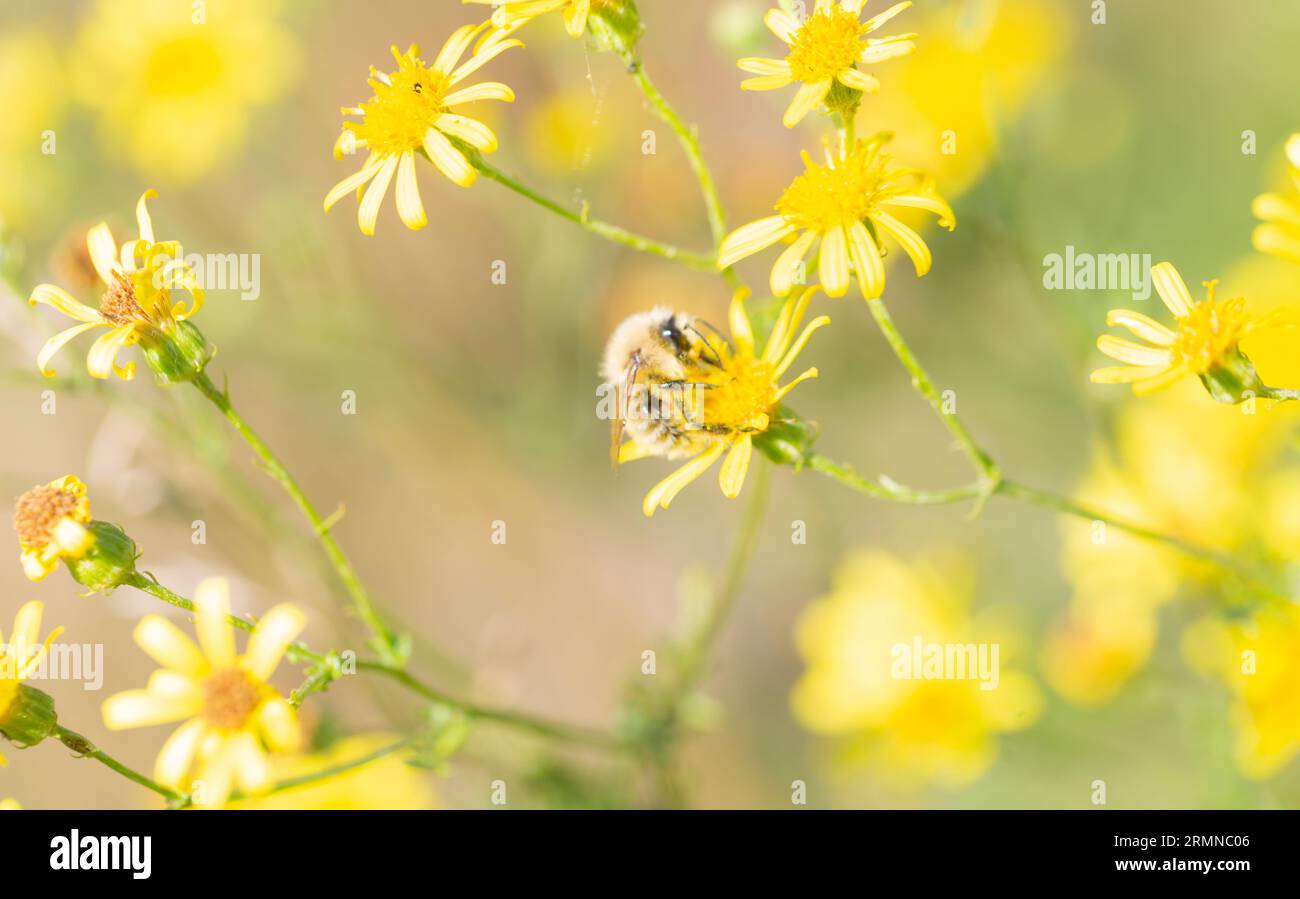 Biodiversité / population d'abeilles en déclin - vue d'une abeille cardeuse se nourrissant parmi les fleurs sauvages. Banque D'Images