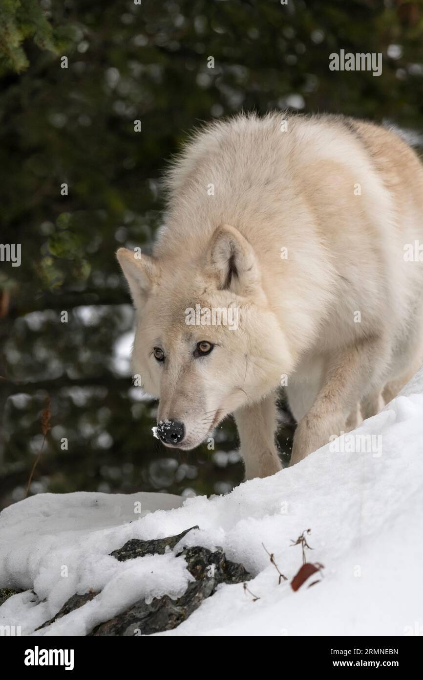 Wolf, hiver, phase blanche, Montana Banque D'Images