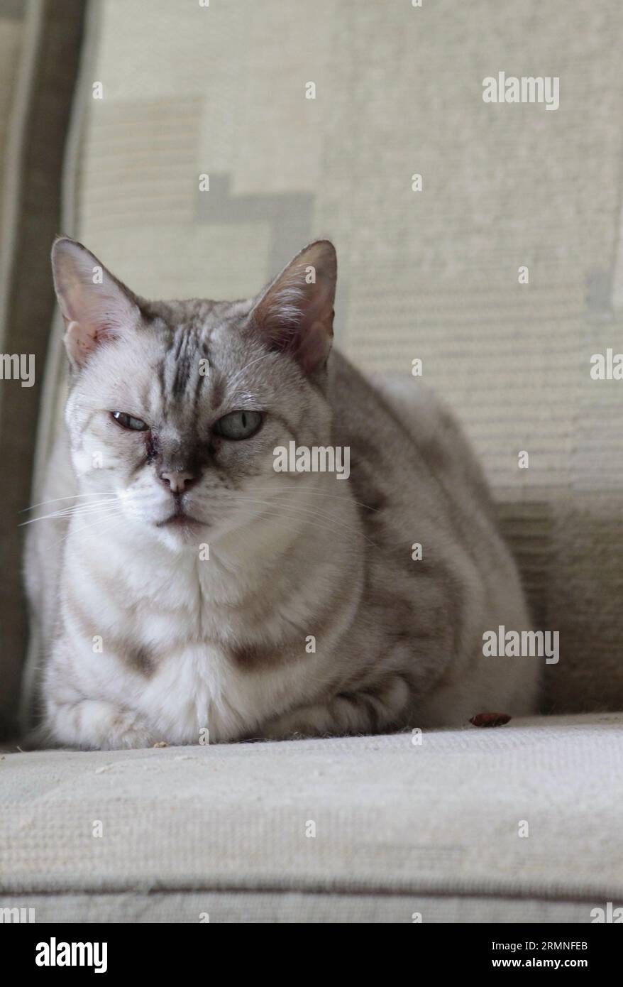 Adulte femelle Snow Rosette Bengal Cat détendu sur le canapé et regardant directement la caméra Banque D'Images