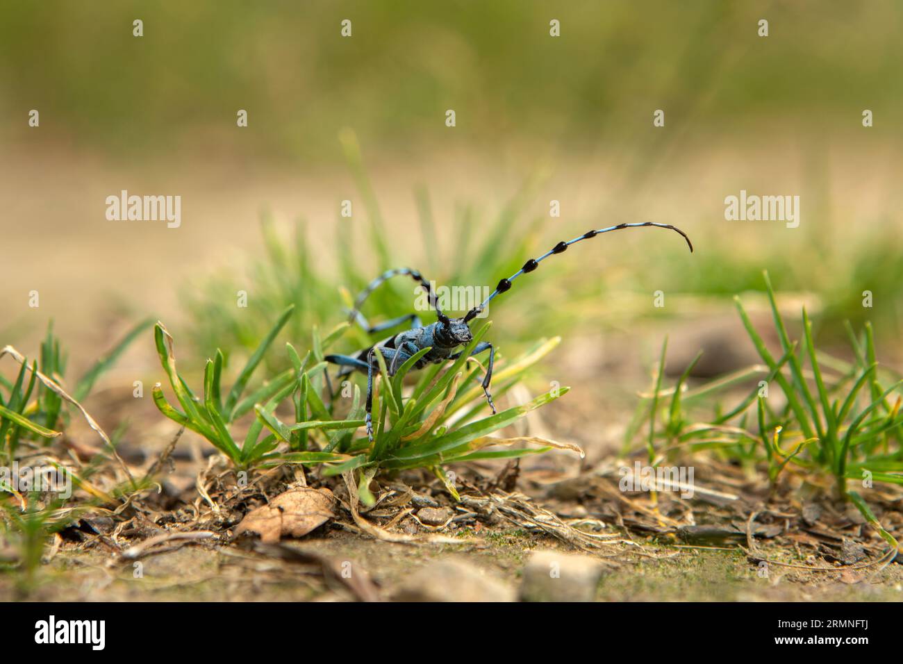 Rare rosalia longicorne dans la forêt. Rosalia alpina dans le parc des Little Carpates. Coléoptère bleu avec des taches noires et de longs palpeurs. Banque D'Images Rare rosalia longicorne dans la forêt. Rosalia alpina dans le parc des Little Carpates. Coléoptère bleu avec des taches noires et de longs palpeurs. Banque D'Images
