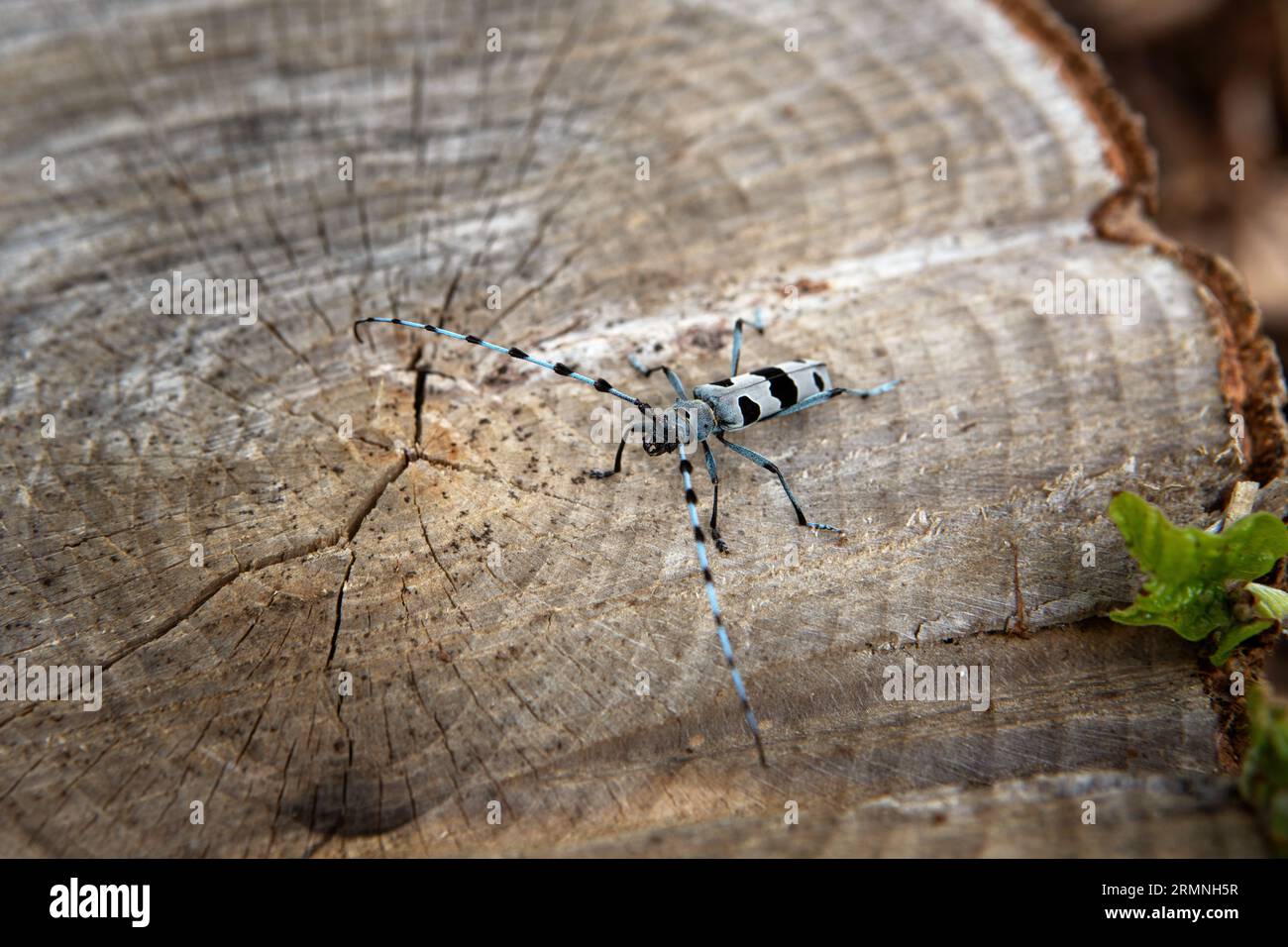 Rare rosalia longicorne dans la forêt. Rosalia alpina dans le parc des Little Carpates. Coléoptère bleu avec des taches noires et de longs palpeurs. Banque D'Images Rare rosalia longicorne dans la forêt. Rosalia alpina dans le parc des Little Carpates. Coléoptère bleu avec des taches noires et de longs palpeurs. Banque D'Images