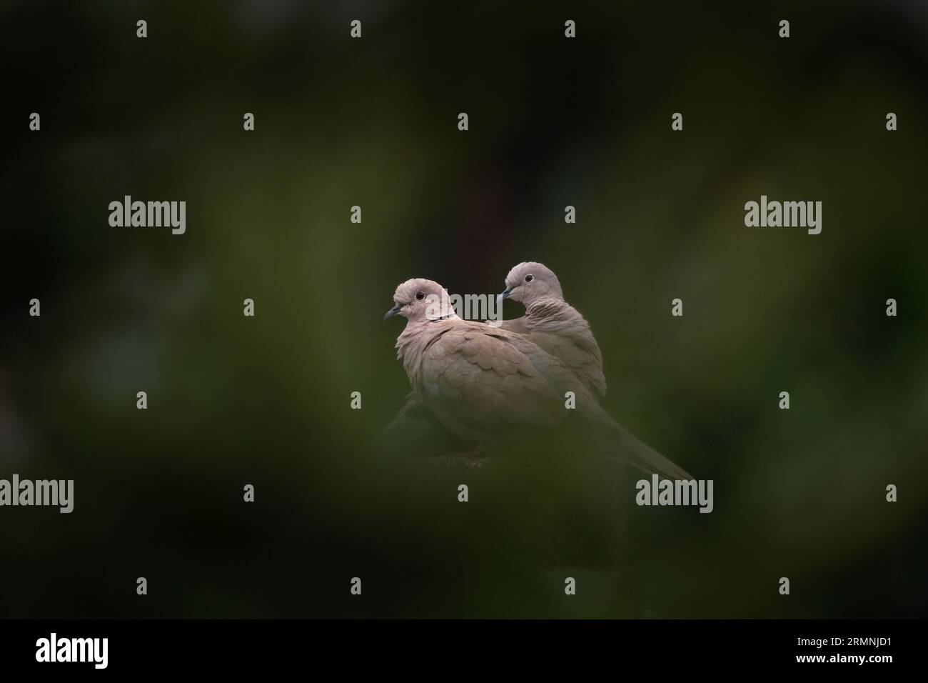 Colombe à col eurasien dans le jardin. Streptopelia decaocto est assis sur le poteau. Oiseau gris avec encolure noire Banque D'Images Colombe à col eurasien dans le jardin. Streptopelia decaocto est assis sur le poteau. Oiseau gris avec encolure noire Banque D'Images