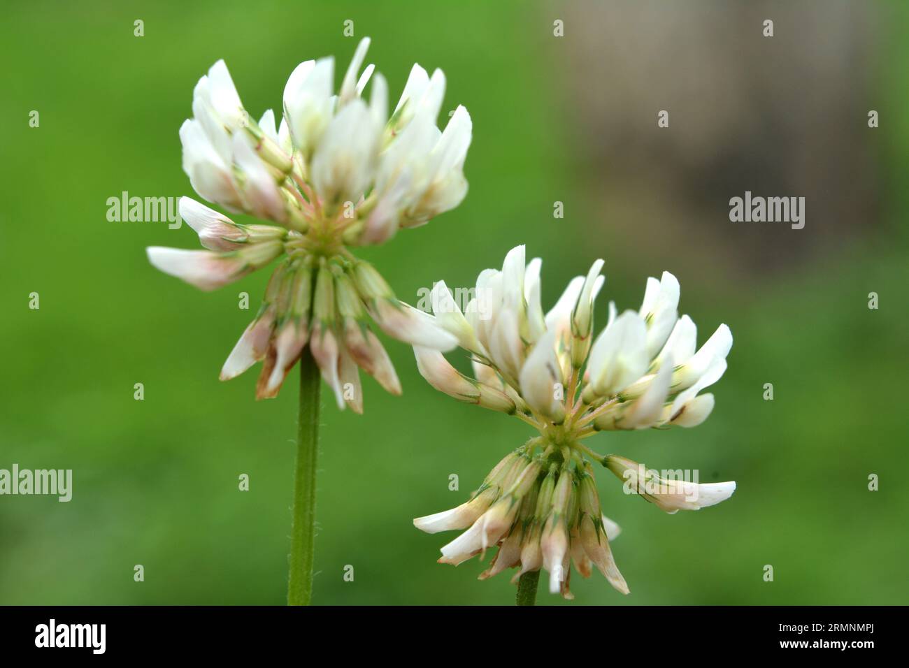 Le trèfle est de nature blanche (Trifolium repens) Banque D'Images