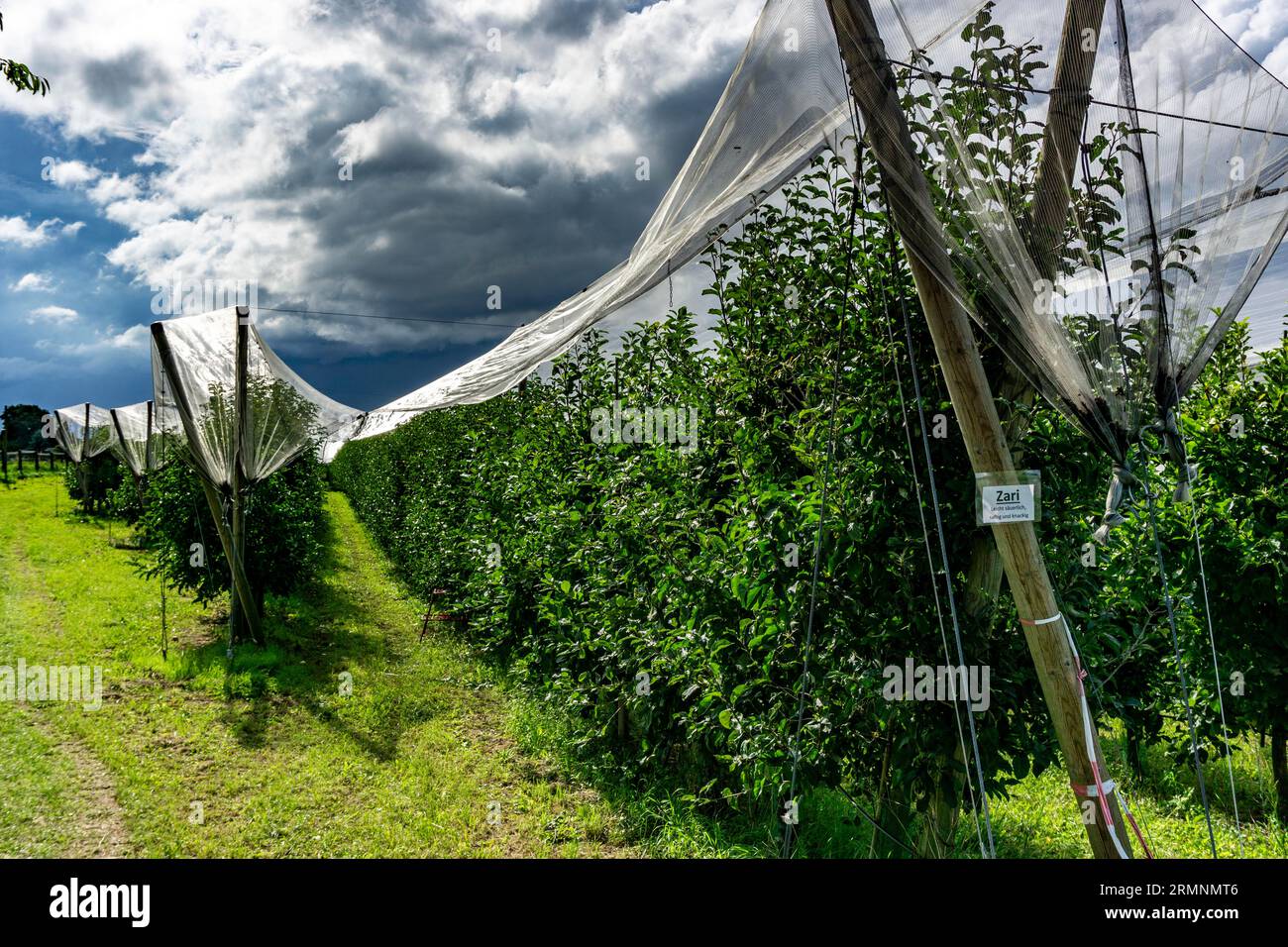 Filet De Protection Pour Les Arbres Fruitiers www.alamyimages.fr