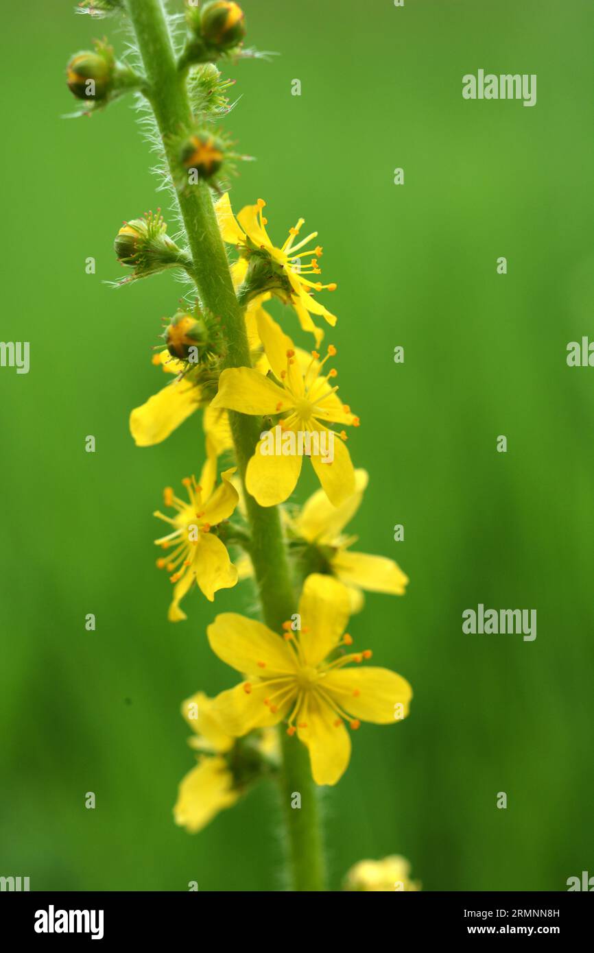 L'été dans la nature parmi les herbes sauvages est en fleurs agrimonia eupatoria Banque D'Images