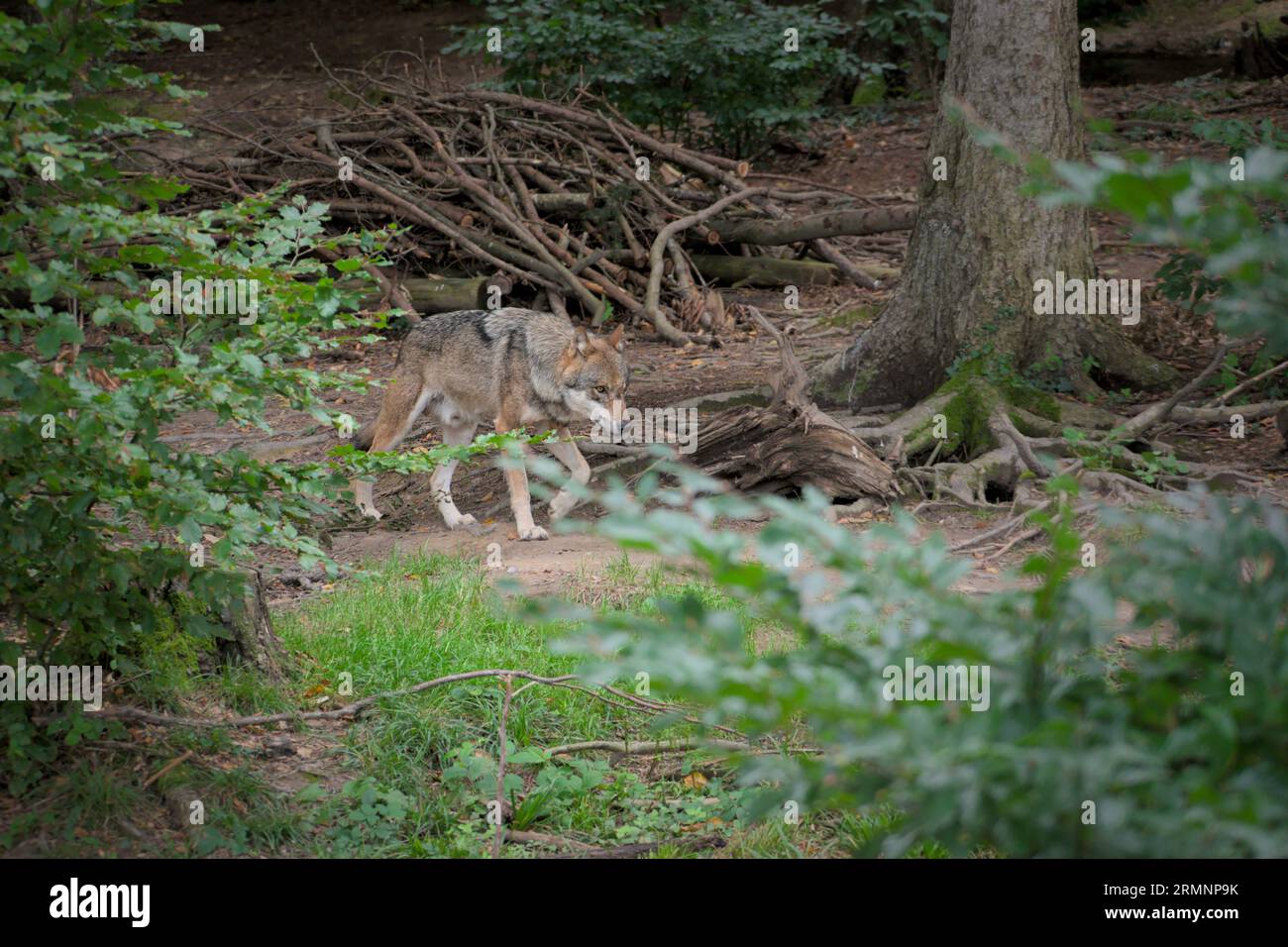 Les loups peuvent quant à eux être facilement observés en suisse et en autriche. Un loup dans son habitat naturel en europe centrale. Banque D'Images