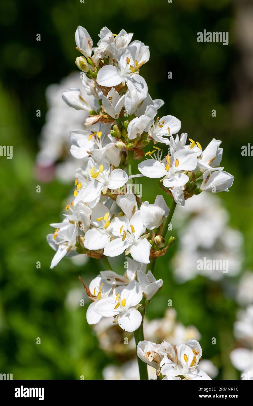 Gros plan d'une fleur de grandiflora libertia en fleur Banque D'Images