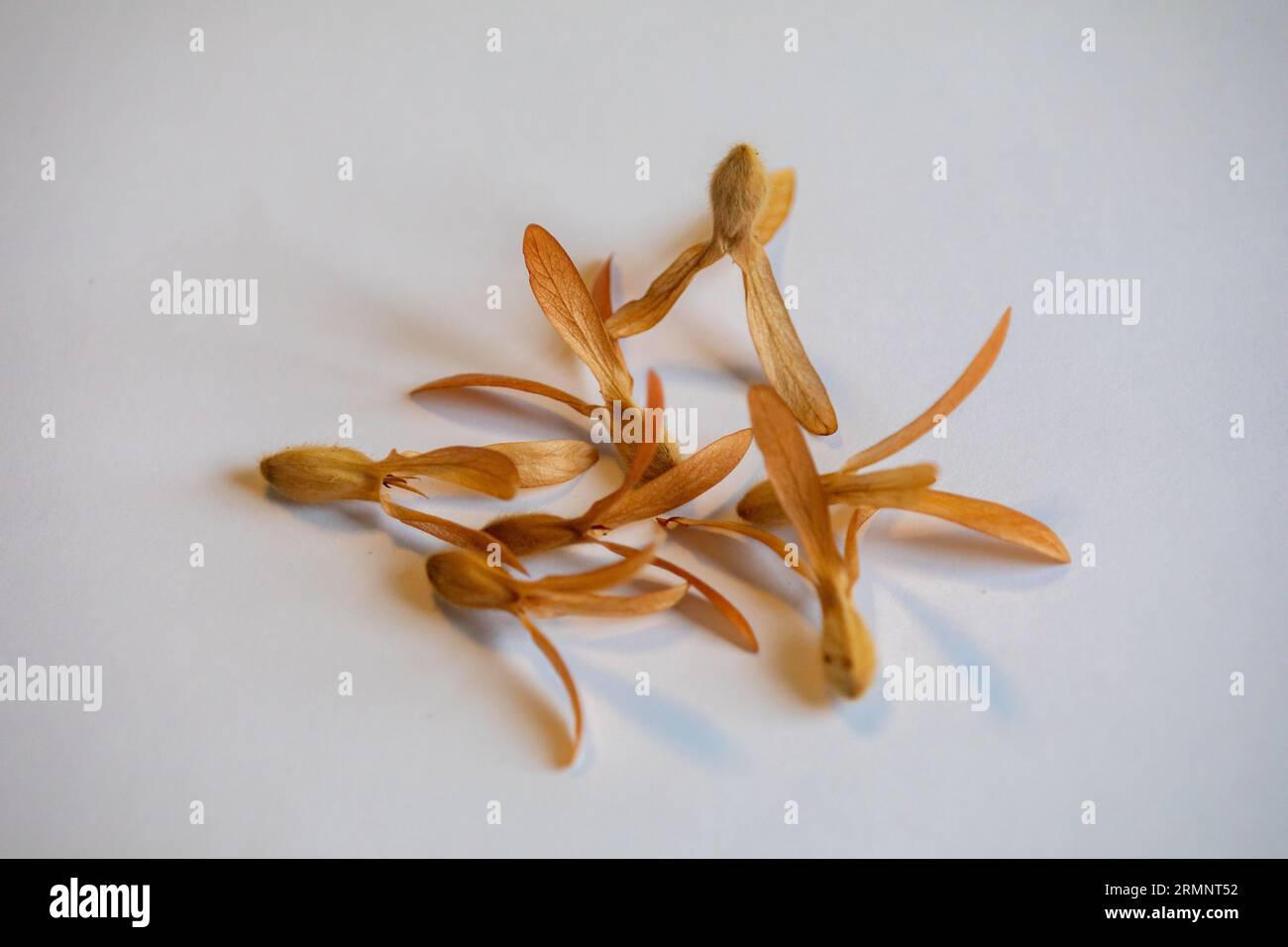 Graine ailée de l'arbre (Tripalis americana ou Tripalis gardneriana) connue sous le nom de 'pajeú', 'pau-antt' ou 'arbre hélicoptère'. Des graines de distribution qui volent avec intelligence Banque D'Images