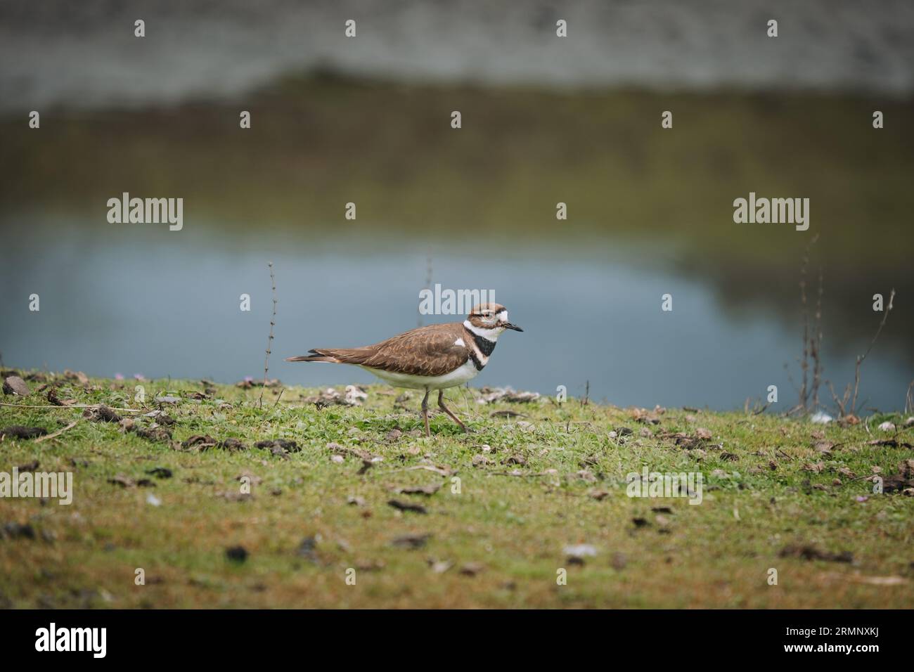 Killdeer, Birding Banque D'Images
