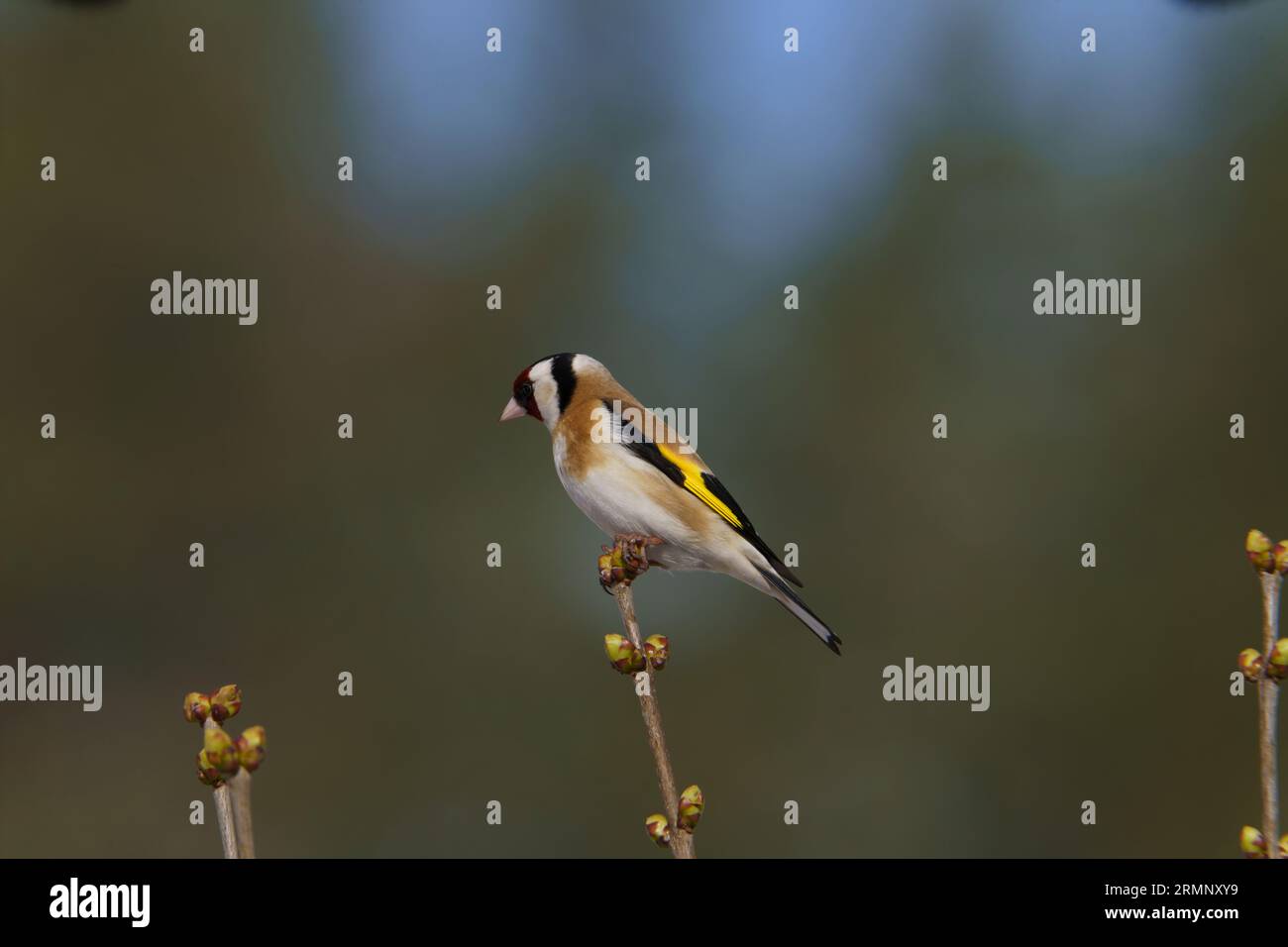 Carduelis carduelis famille Fringillidae genre Carduelis European Goldfinch photographie d'oiseaux de nature sauvage, image, papier peint Banque D'Images