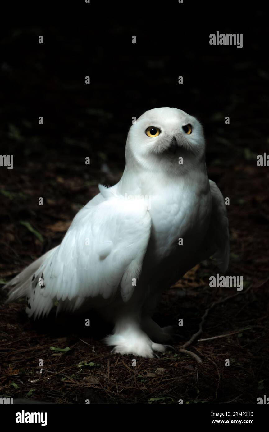 Belle hibou blanc (hibou des neiges) Banque D'Images