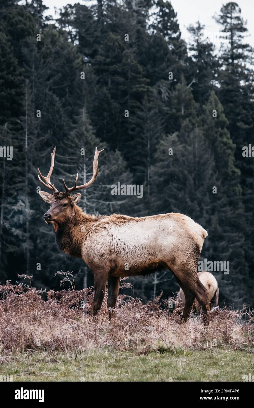 Elk à Elk Prairie State Park, Californie Banque D'Images