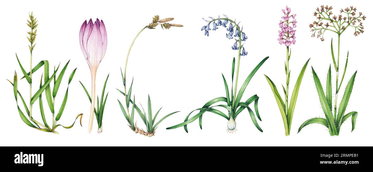 Variété végétale de monocotylédone, illustration Banque D'Images