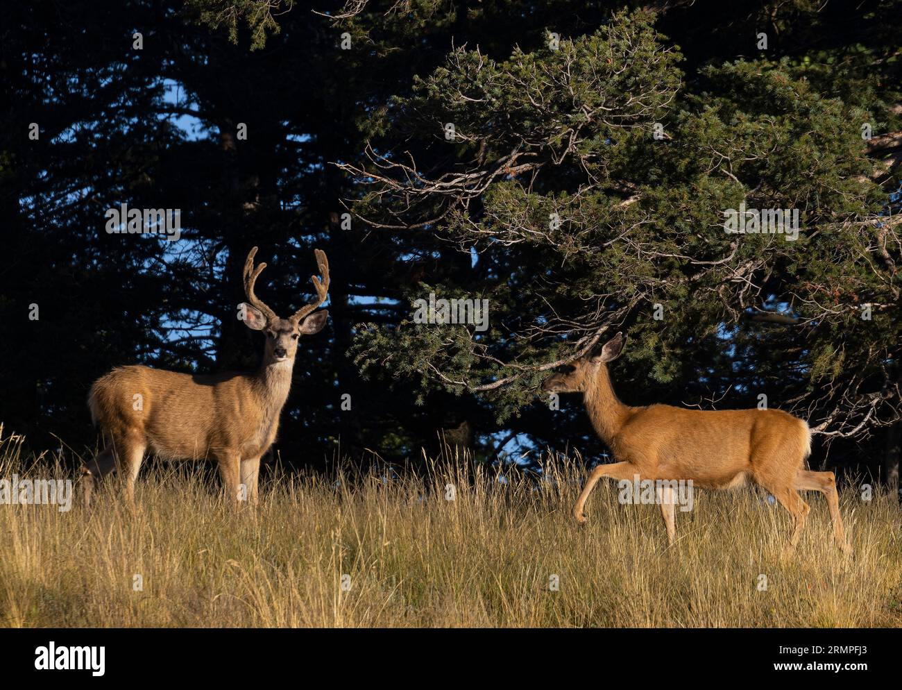 Troupeau de cerfs mulets dans le High Country du Colorado Banque D'Images