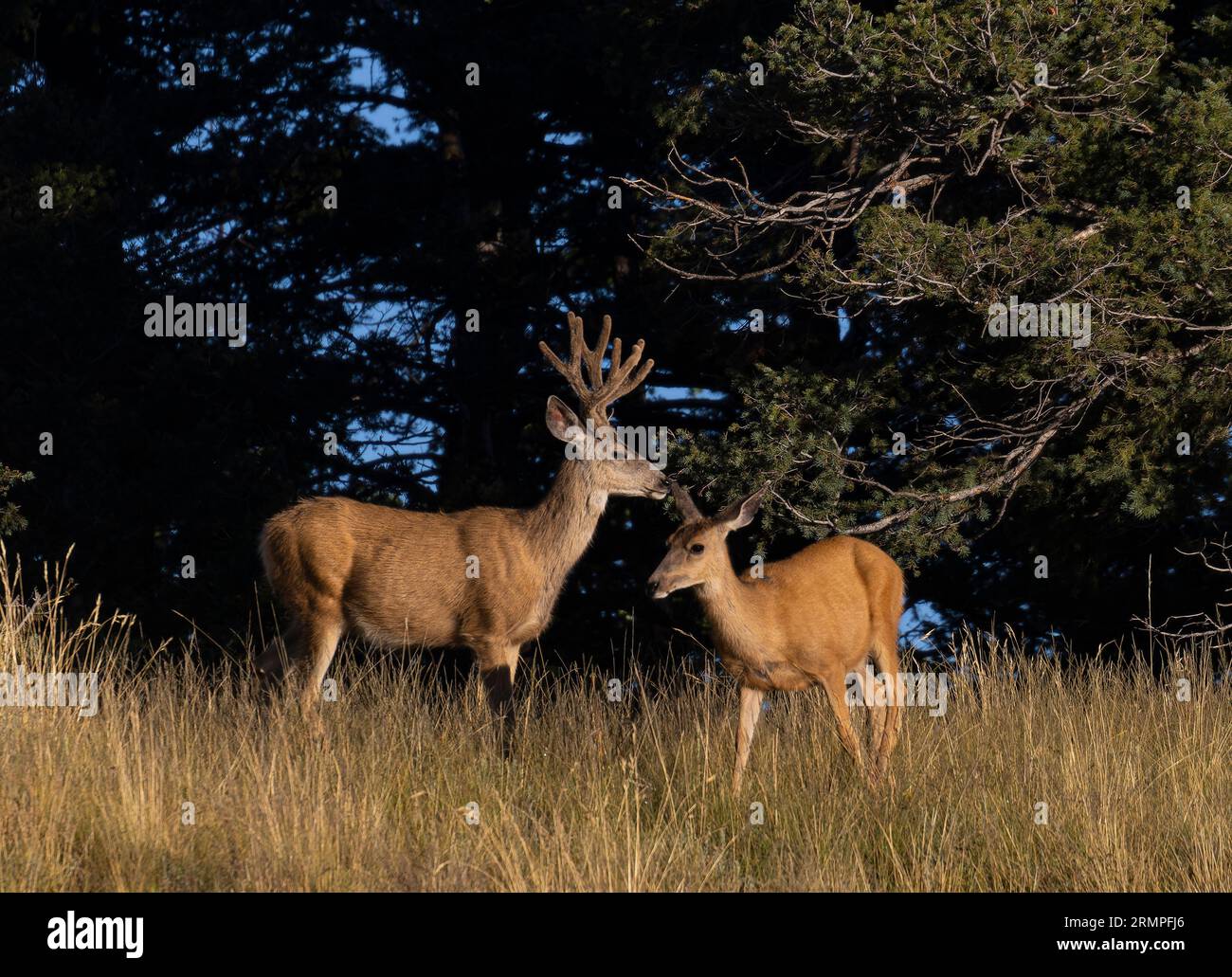 Troupeau de cerfs mulets dans le High Country du Colorado Banque D'Images