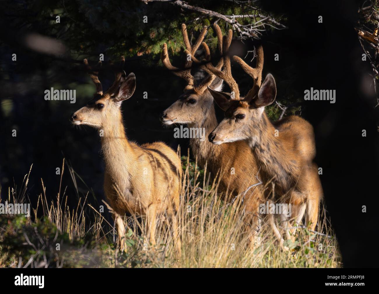 Troupeau de cerfs mulets dans le High Country du Colorado Banque D'Images