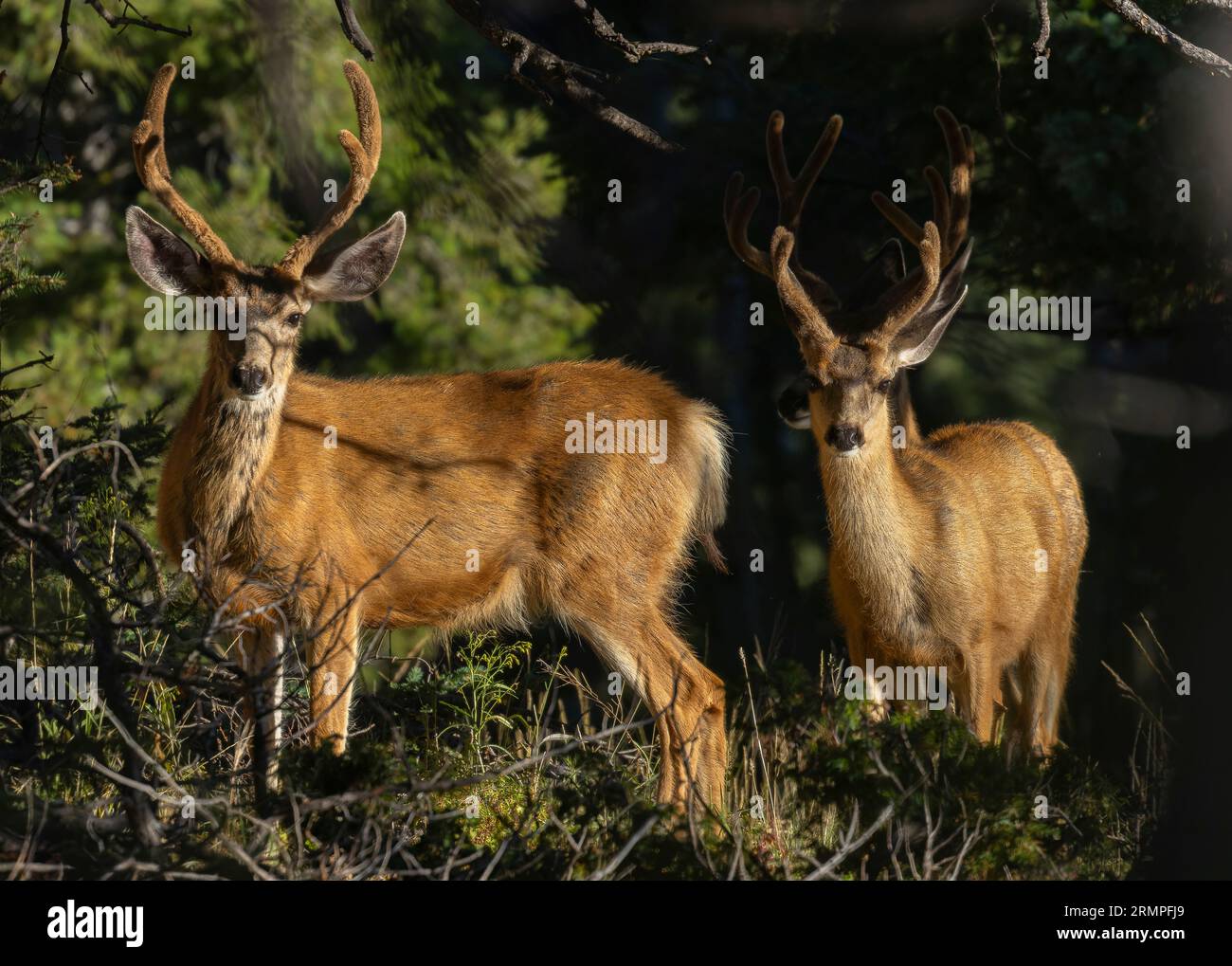 Troupeau de cerfs mulets dans le High Country du Colorado Banque D'Images