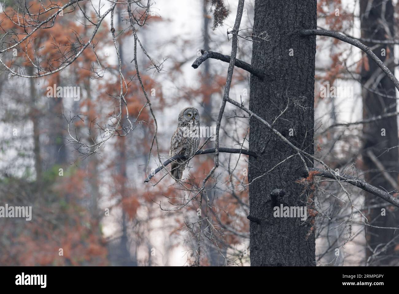 Grand oiseau gris hibou à Colombie-Britannique intérieur Canada Banque D'Images