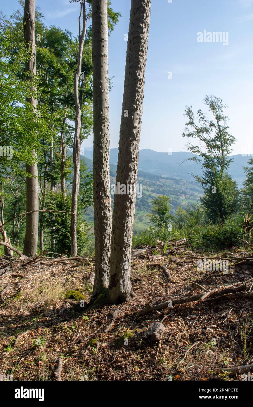 Maladie de l'écorce du hêtre (BBD). Écorce de Fagus infestée par Xylococculus betulae, Cryptococcus fagisuga, Neonectria faginata. Banque D'Images