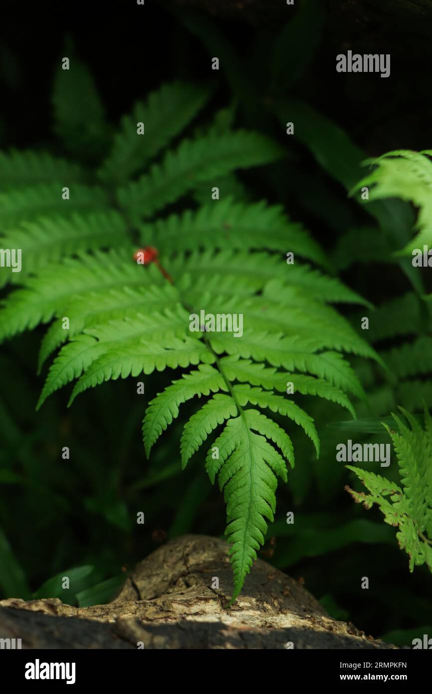 Fougères laisse fond dans la jungle Banque D'Images