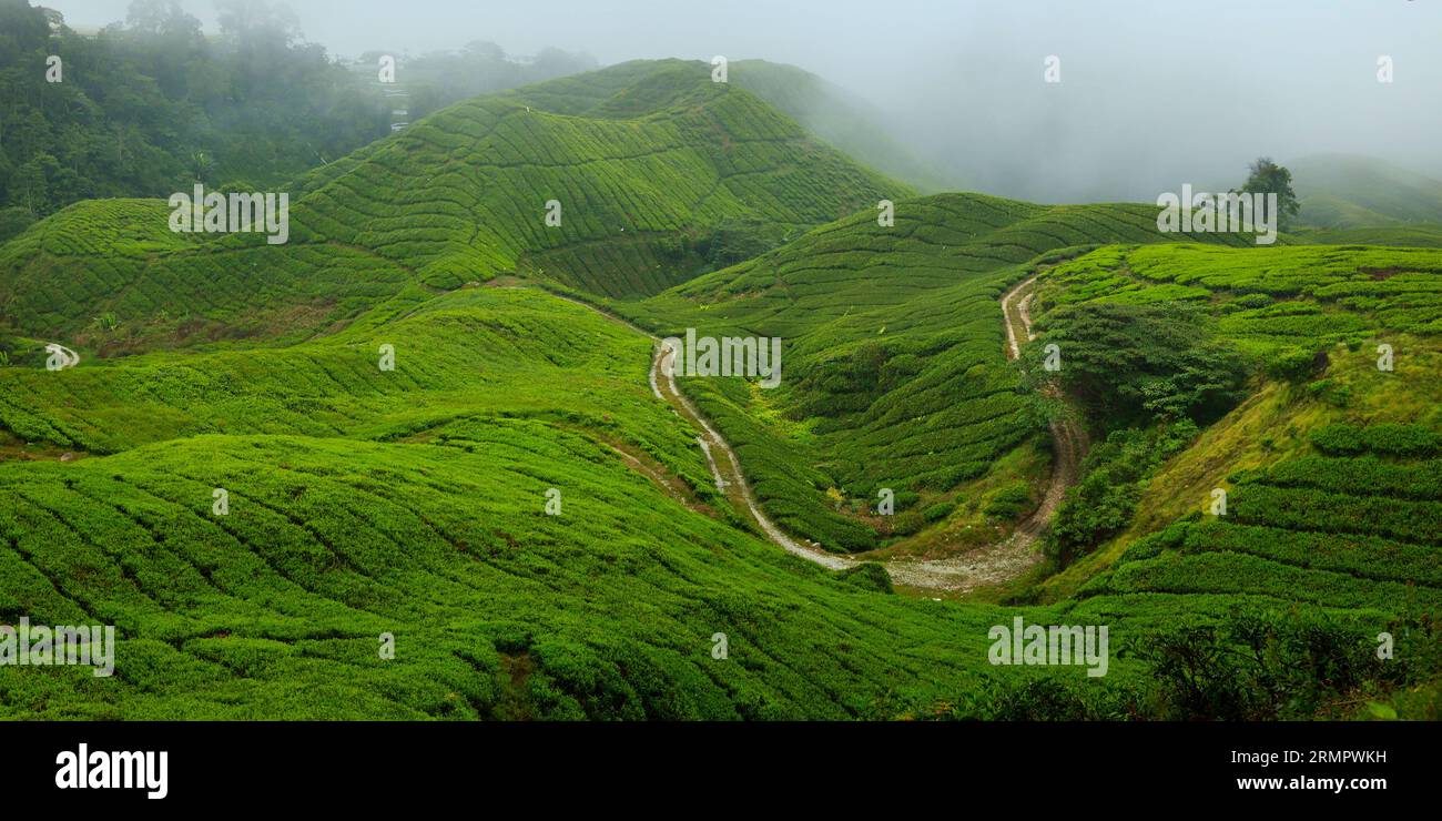 Plantation de thé à cameron Highland, en Malaisie Banque D'Images