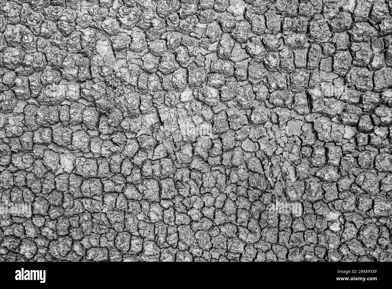 Texture en gros plan de l'arbre gris ou de l'écorce de chinor. Absract fond pour la conception. Banque D'Images