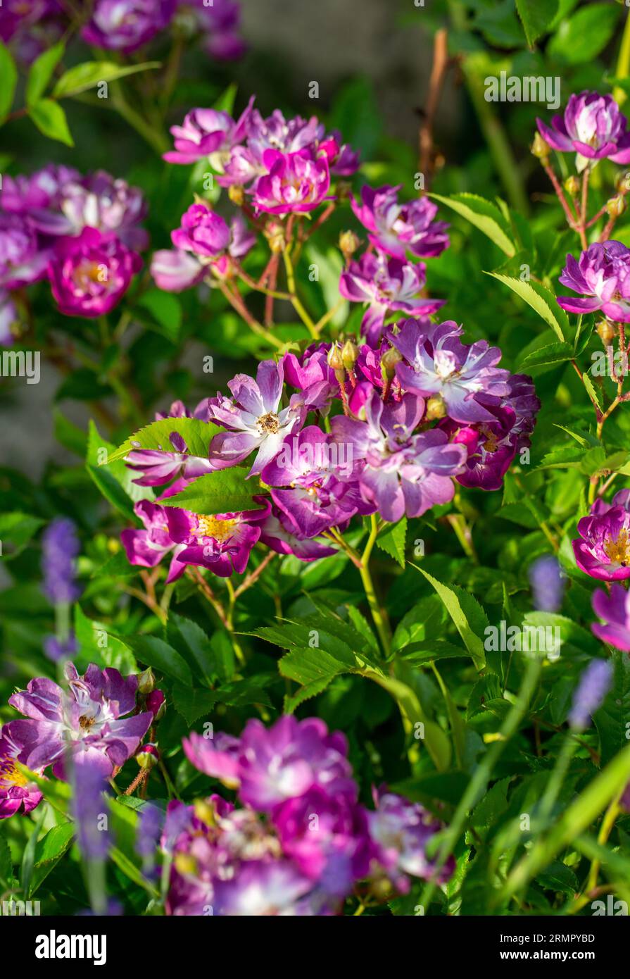 Fleurs violettes de Veilchenblau grimpant rose dans le jardin Banque D'Images