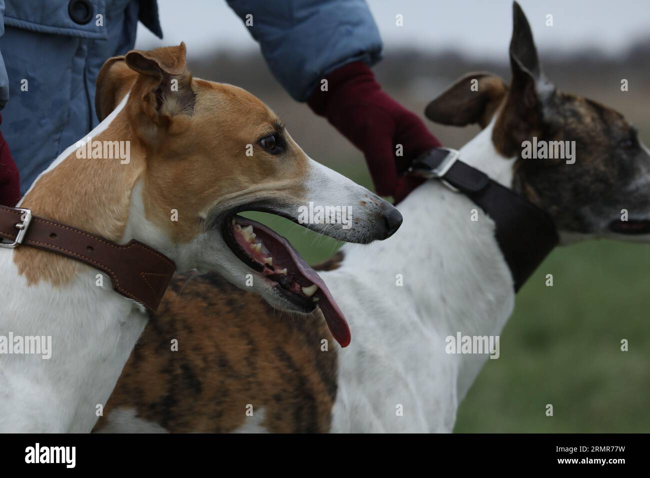 portrait de chien lévrier en plein air. Greyhound en fond de nature Banque D'Images
