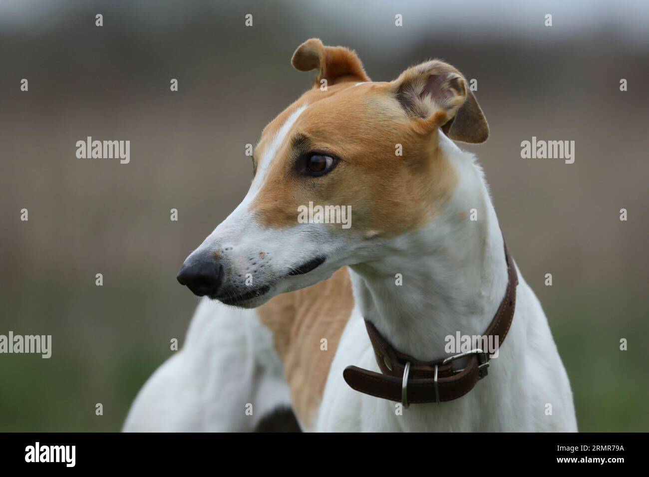 portrait de chien lévrier en plein air. Greyhound en fond de nature Banque D'Images