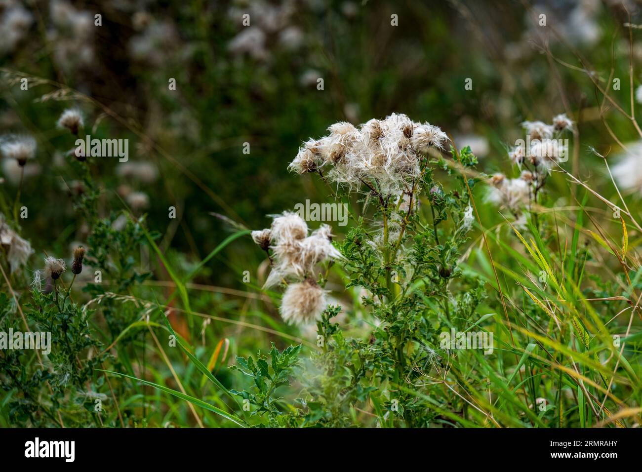 Une parcelle de Milk Thistle, avec des graines de thistledown, sur un bord de champ au début de l'automne Banque D'Images