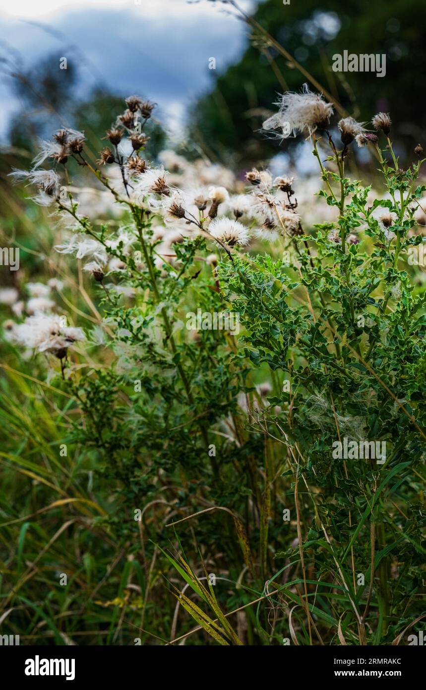 Une parcelle de Milk Thistle, avec des graines de thistledown, sur un bord de champ au début de l'automne Banque D'Images