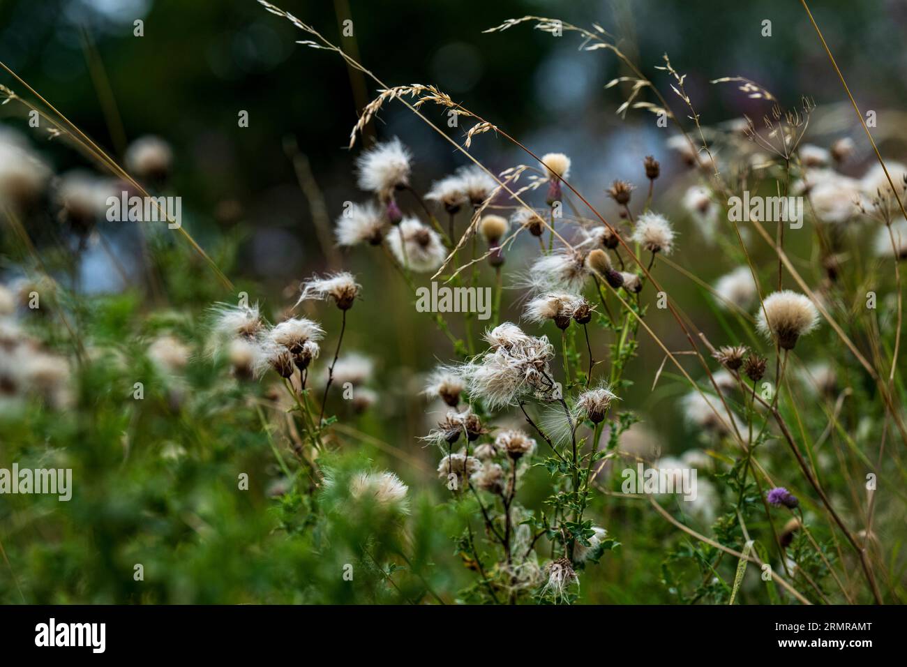 Une parcelle de Milk Thistle, avec des graines de thistledown, sur un bord de champ au début de l'automne Banque D'Images