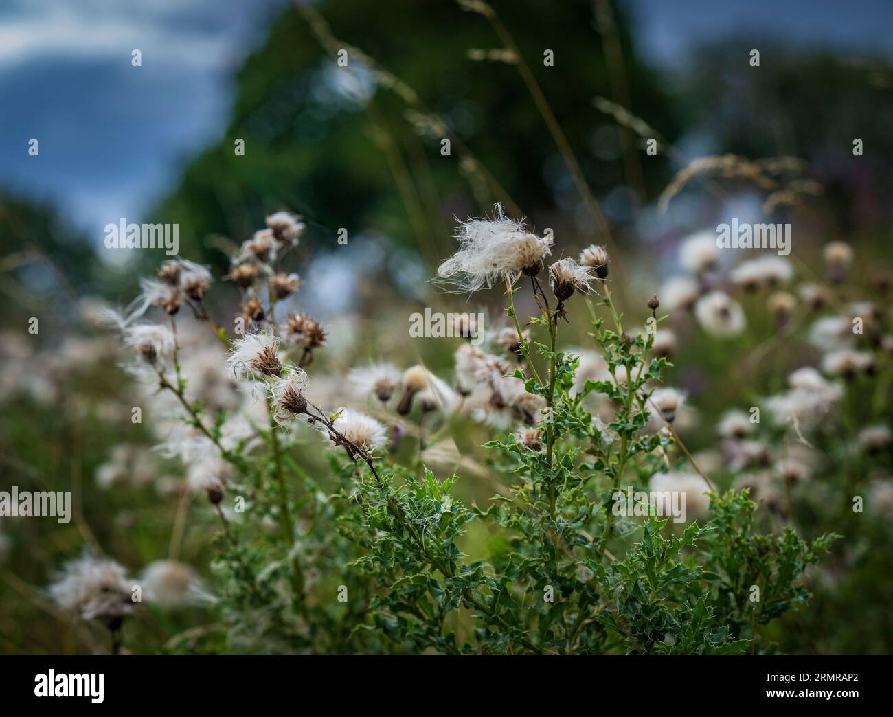 Une parcelle de Milk Thistle, avec des graines de thistledown, sur un bord de champ au début de l'automne Banque D'Images
